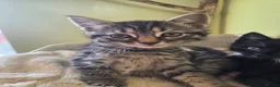 Mixed Breed cats for sale: 3 female kittens  in Durham - Advert 3