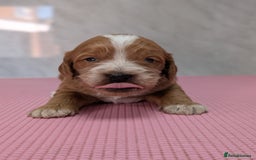 Cockapoo dogs for sale: Stunning red and golden F1 female cockapoo puppies - Image 7