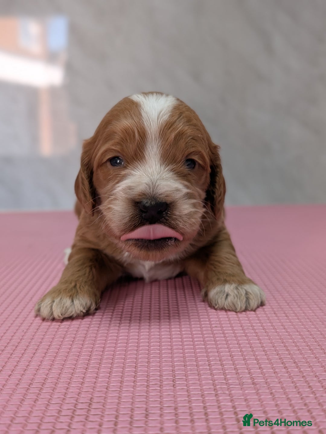 Cockapoo dogs for sale: Stunning red and golden F1 female cockapoo puppies - Image 7