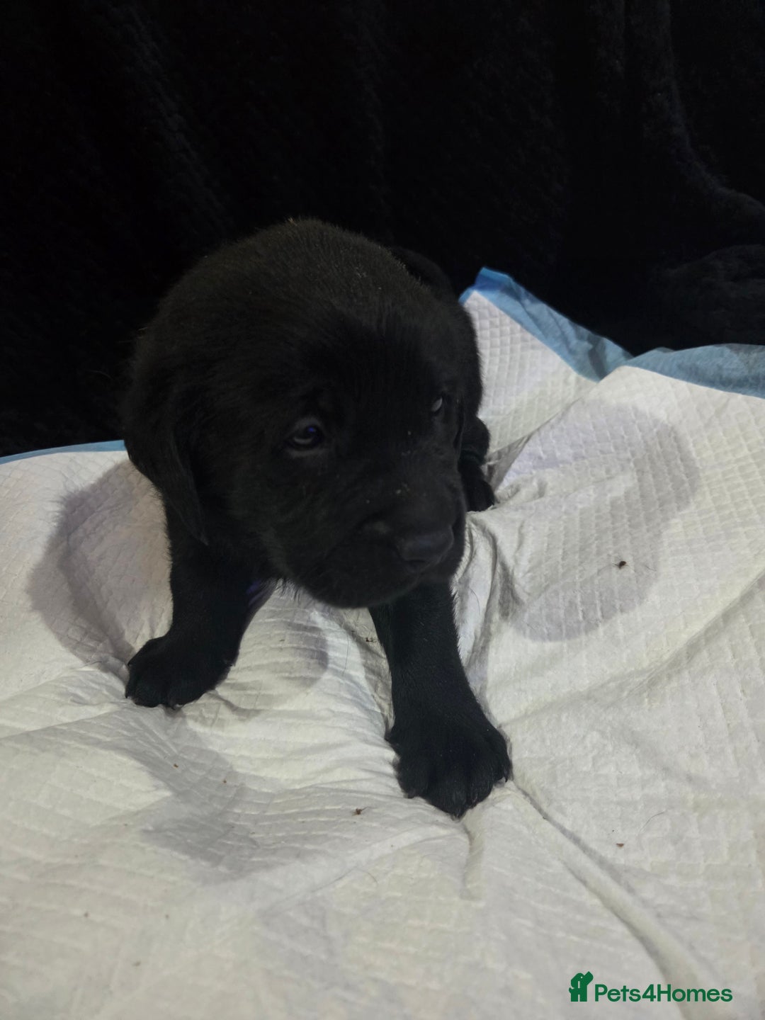 Labrador Retriever dogs for sale: KC Registered Black Labrador Puppies  - Advert 3