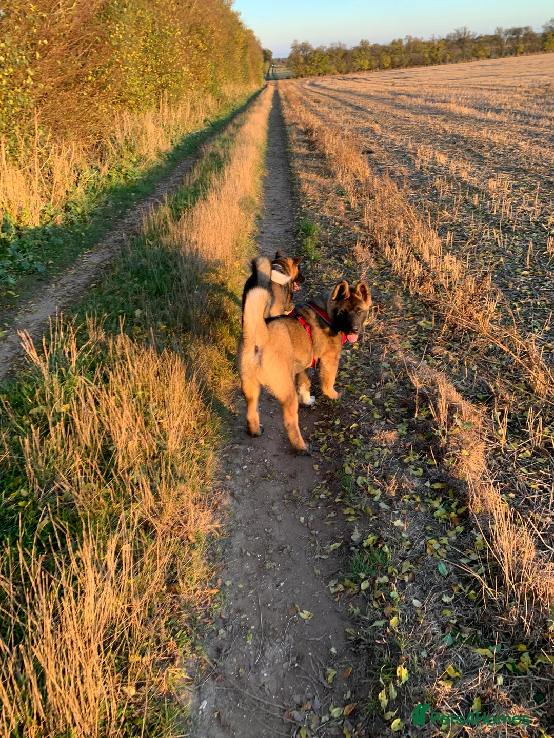 Akita dogs for stud: Akita for STUD only - Advert 10