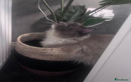 Ragdoll cats for sale: One gorgeous Ragdoll kitten available  - Image 8