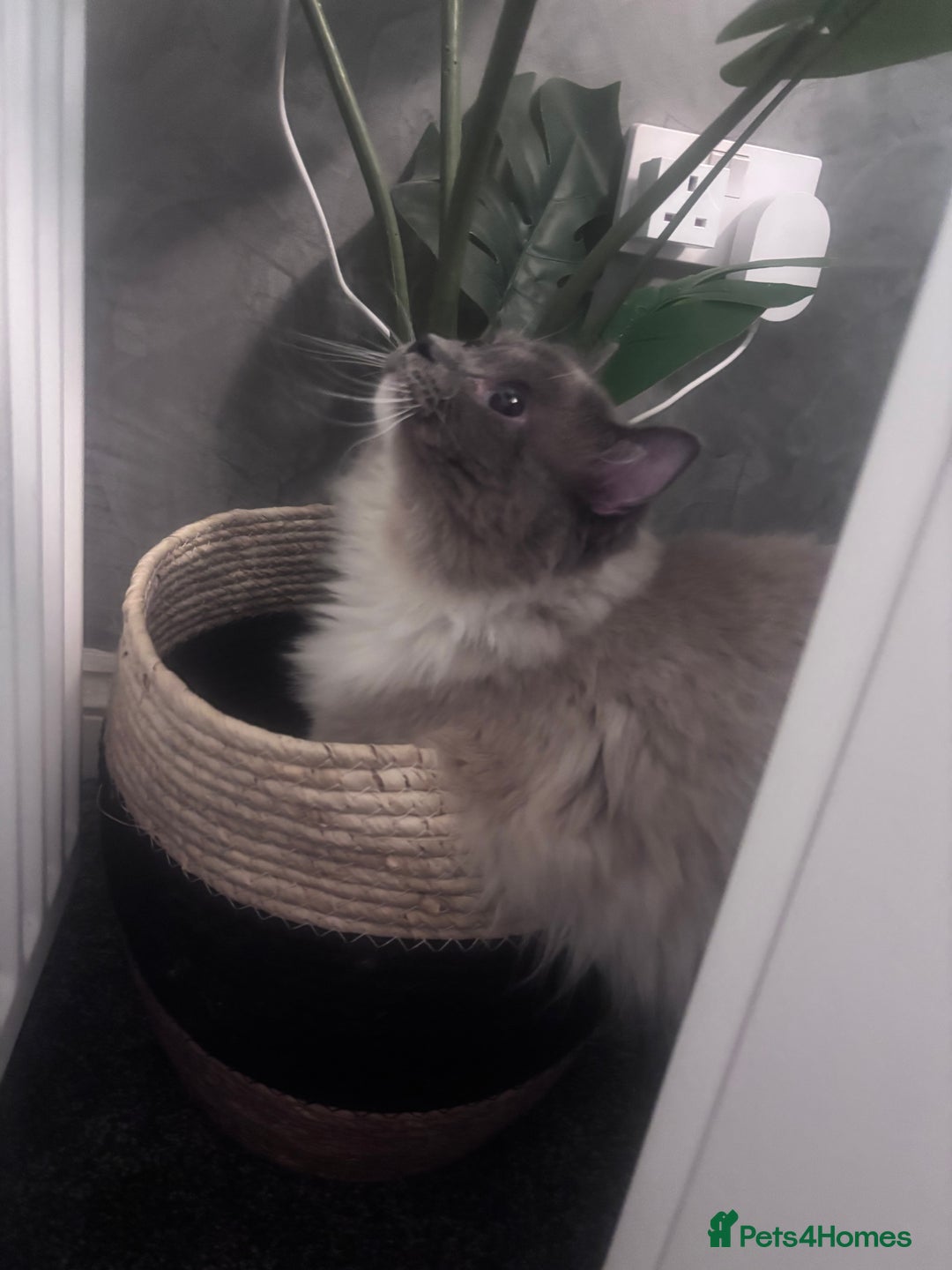 Ragdoll cats for sale: One gorgeous Ragdoll kitten available  - Image 8