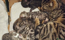Bengal cats for sale: Mix breed Bengal + Tabby - Image 17
