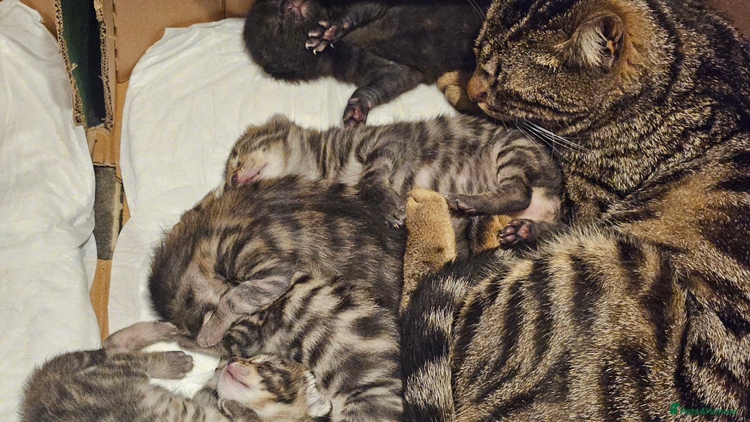 Bengal cats for sale: Mix breed Bengal + Tabby - Image 17
