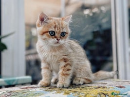 British Shorthair cats - Advert 16