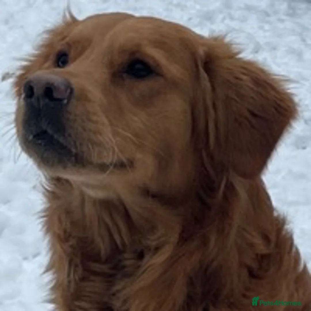 Golden Retriever dogs for stud: Dark Red Health Tested Proven Retriever Stud in Bewdley - Advert 3