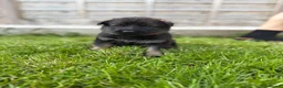 German Shepherd dogs for sale: 🐾 Working line German Shepherd puppies 🐾  - Advert 13