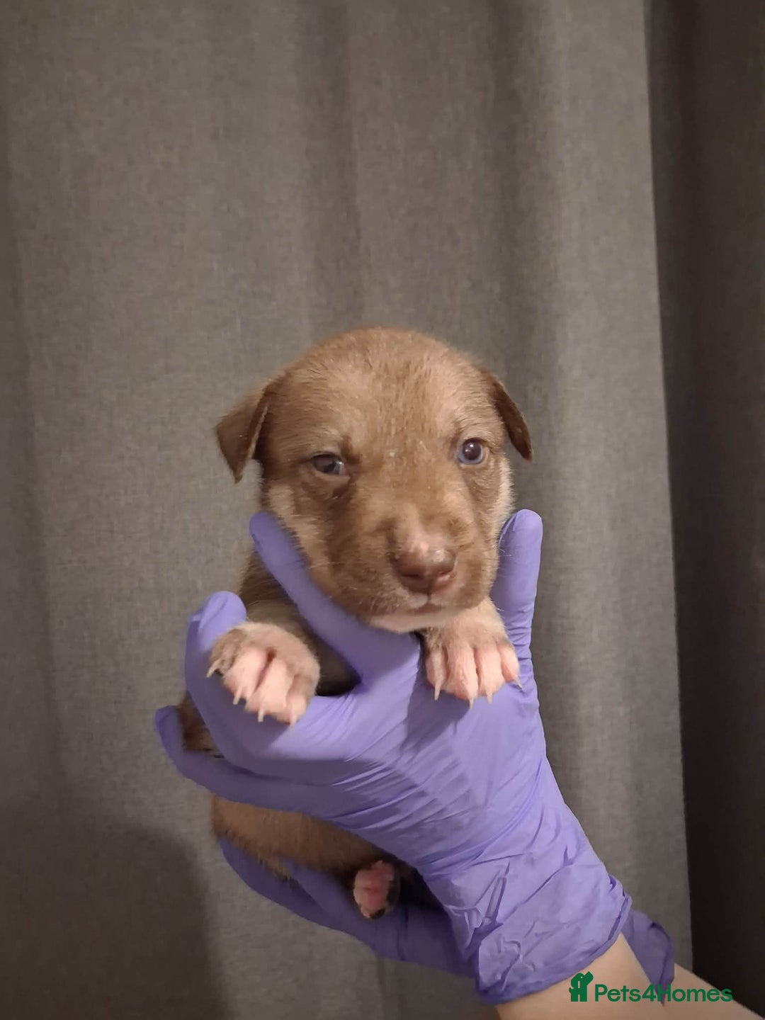 Mixed Breed dogs for sale: Agouti Husky Cross puppies  - Advert 9