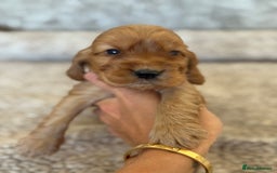 Cocker Spaniel dogs for sale: BEAUTIFUL KC REGISTERED SHOW TYPE HEALTH TESTED - Image 9
