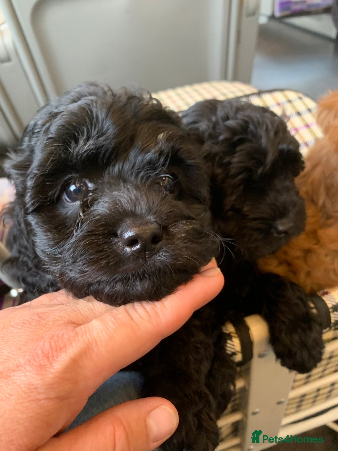 Cavapoo dogs for sale: Stunning premium F1 Cavapoos 🥰 DNR tested parents - Image 11