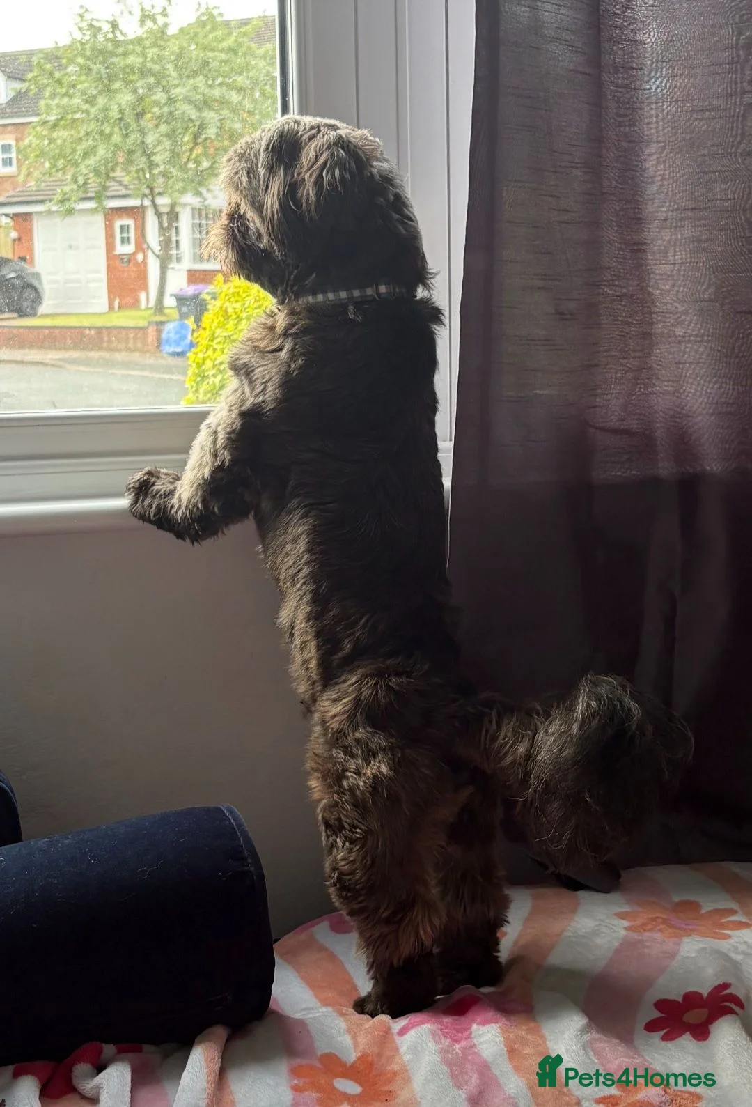 Shih Tzu dogs for sale: Looking for loving a patient home.  - Advert 3