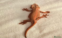 Gecko reptiles for sale: Male Gargoyle Gecko - Image 5
