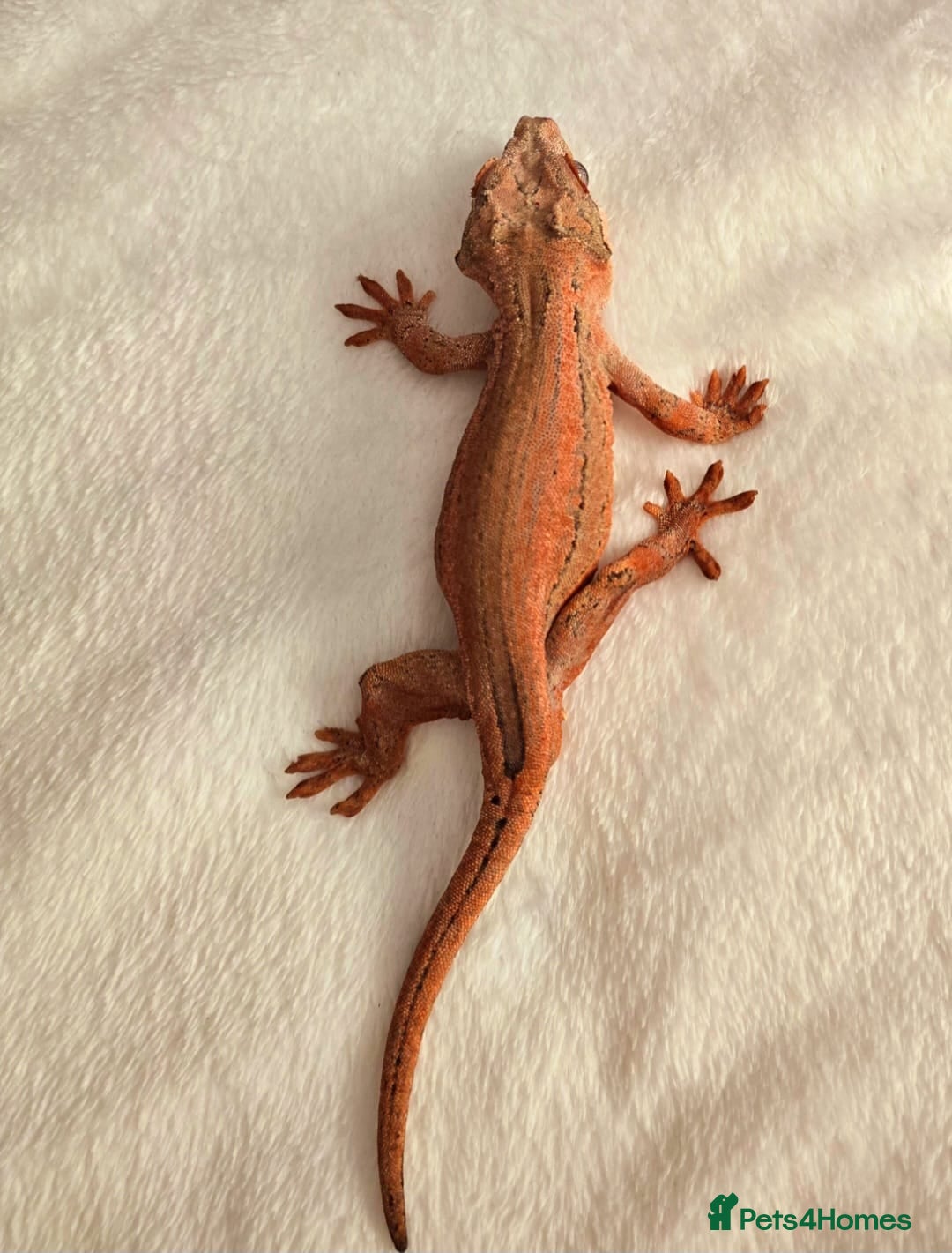 Gecko reptiles for sale: Male Gargoyle Gecko - Image 5
