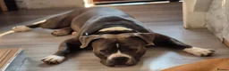 American Bull Staffy dogs for stud: AMSTAFF MALE AVAILABLE FOR STUD - Advert 10