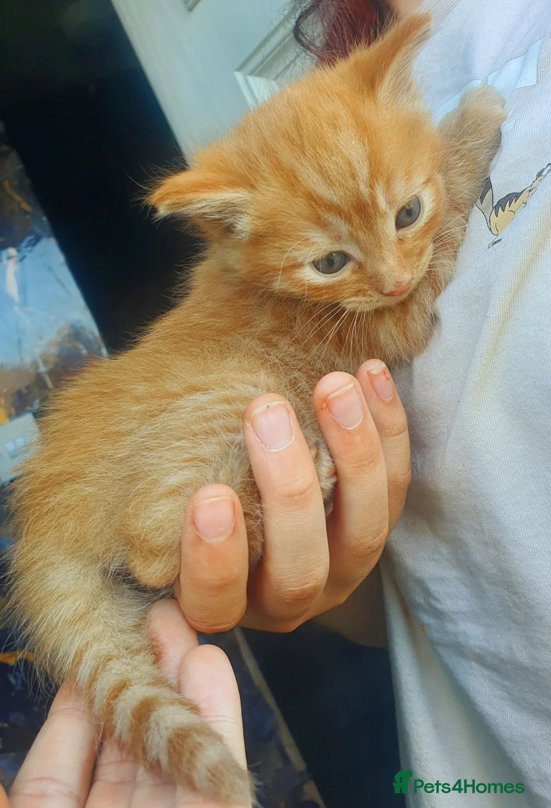 Mixed Breed cats for sale: One ginger boy left - Advert 2