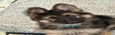 German Shepherd Puppy 1