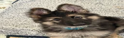 German Shepherd dogs for sale: German shepherd pups  - Advert 4
