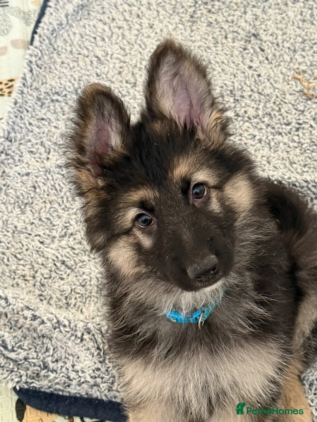 German Shepherd dogs for sale: German shepherd pups  - Advert 4