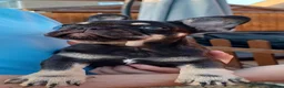 French Bulldog dogs for sale: Ready now, quality French Bulldog Puppies  - Advert 22