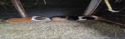 Guinea Pig rodents for sale: Male Guinea pigs - Advert 11
