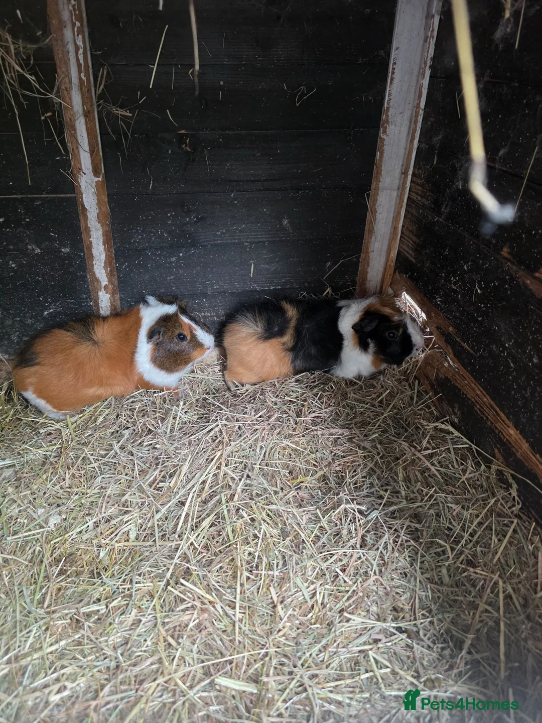 Guinea Pig rodents for sale: Male Guinea pigs - Advert 11