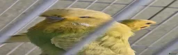 Budgerigars birds for sale: Exhibition budgie show budgie  in Birmingham - Advert 3