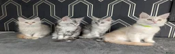 Maine Coon cats for sale: READY NOW !! Full pedigree Maine coon kittens - Advert 4