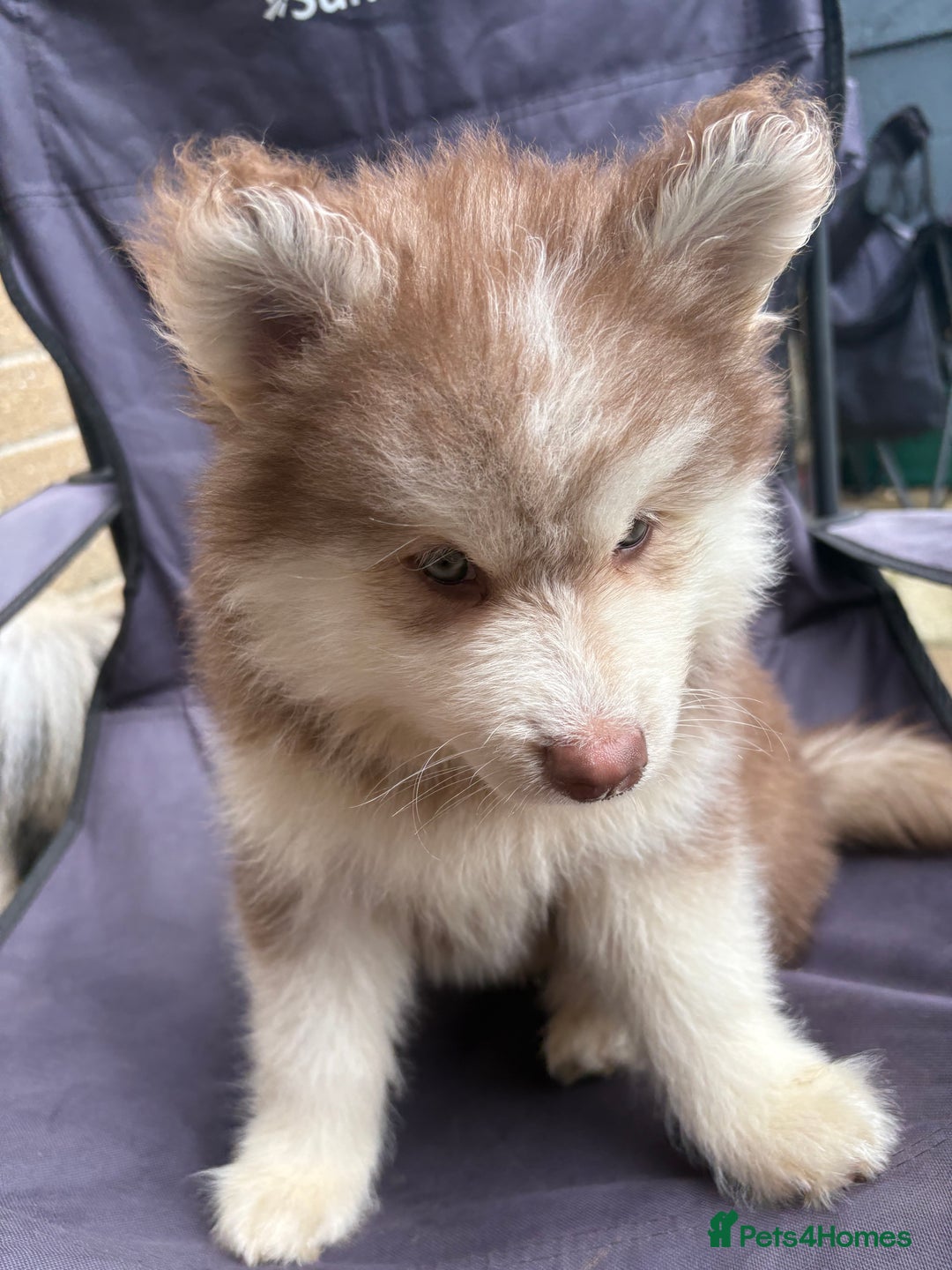 Pomsky dogs for sale: Champion bloodline f4 pomskys - Image 14