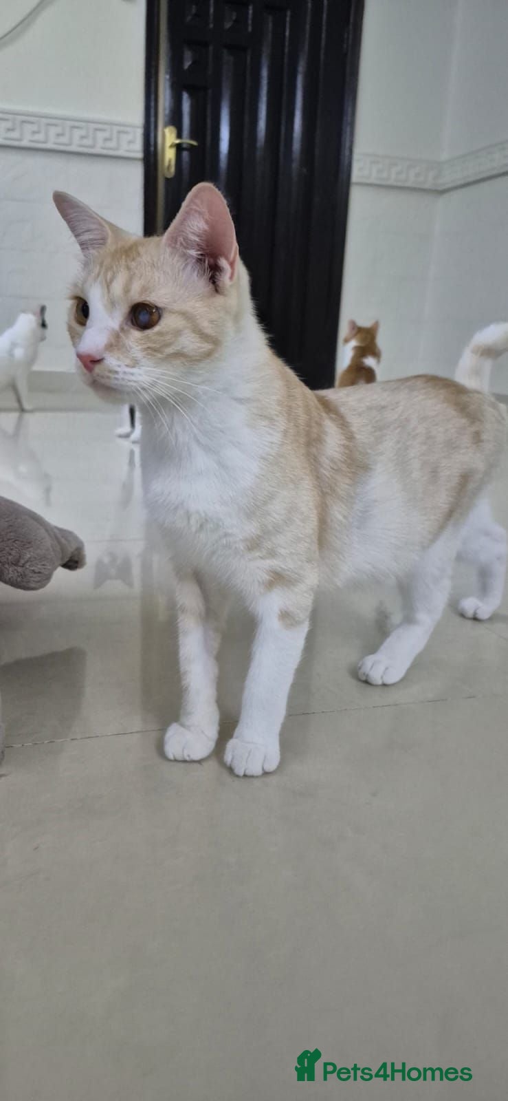 Arabian Mau cats Sandy - Advert 3