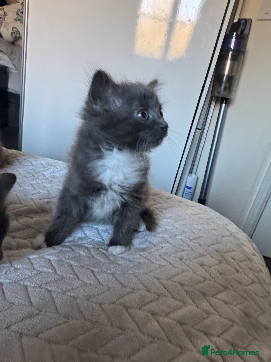 Mixed Breed cats for sale: 4 gorgeous kittens  - Advert 9