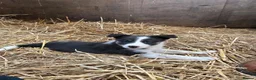Border Collie dogs for sale: 7 collie puppies for sale  in Okehampton - Advert 11