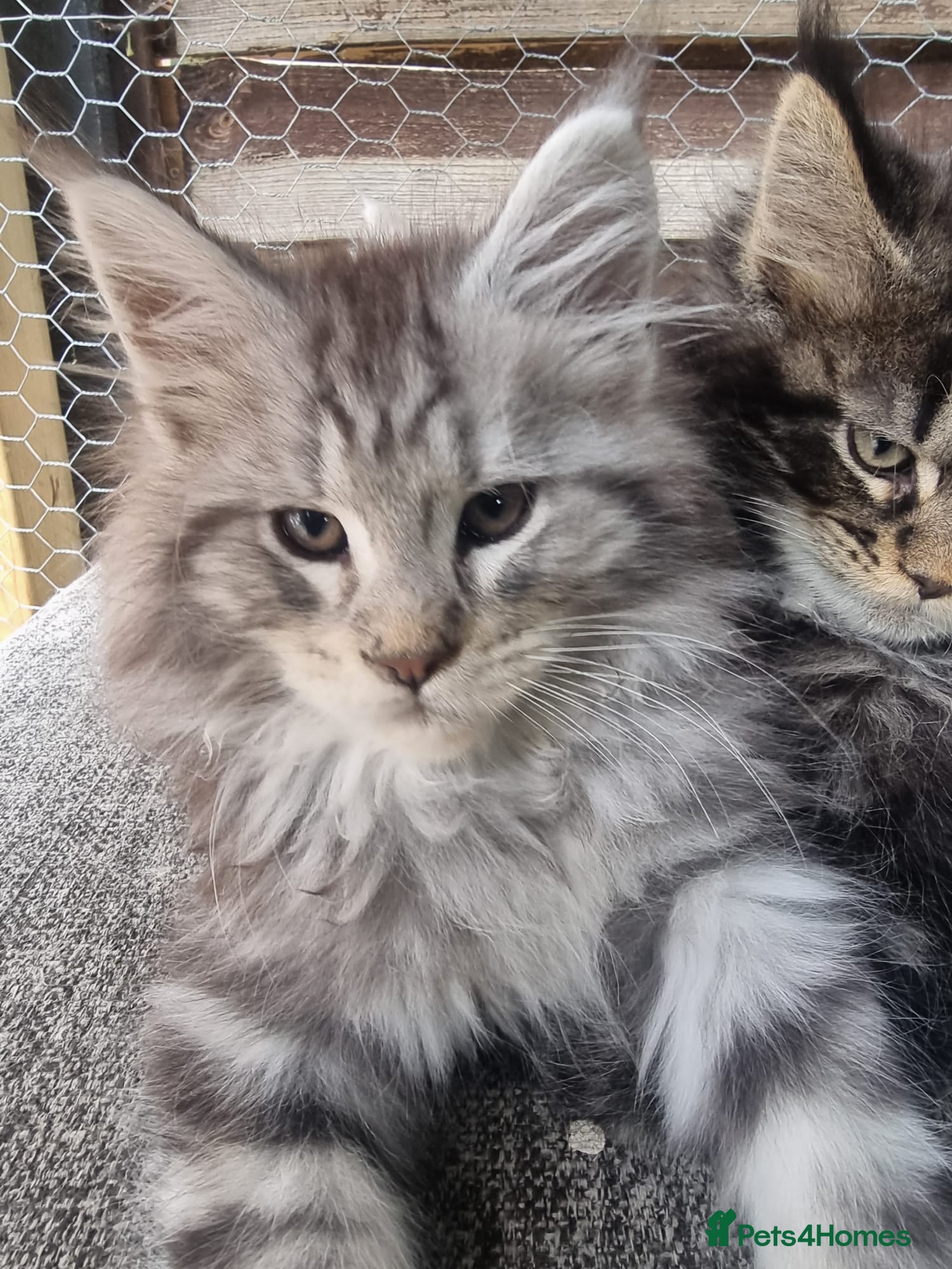 Maine Coon cats for sale: Tica registered kitten - Advert 5