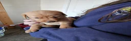 Labrador Retriever dogs for sale:  labrador puppies for sale in Newton Stewart - Advert 11