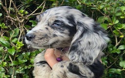 Cocker Spaniel dogs for sale: 3 beautiful working cocker spaniel puppies  - Image 3