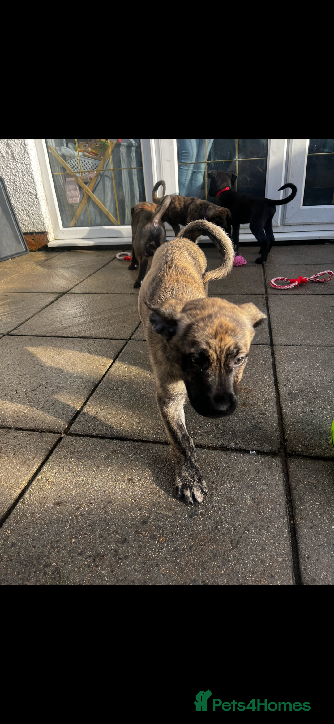 Mixed Breed dogs for sale: Zena Husky/canecorso mix🩷 - Image 3