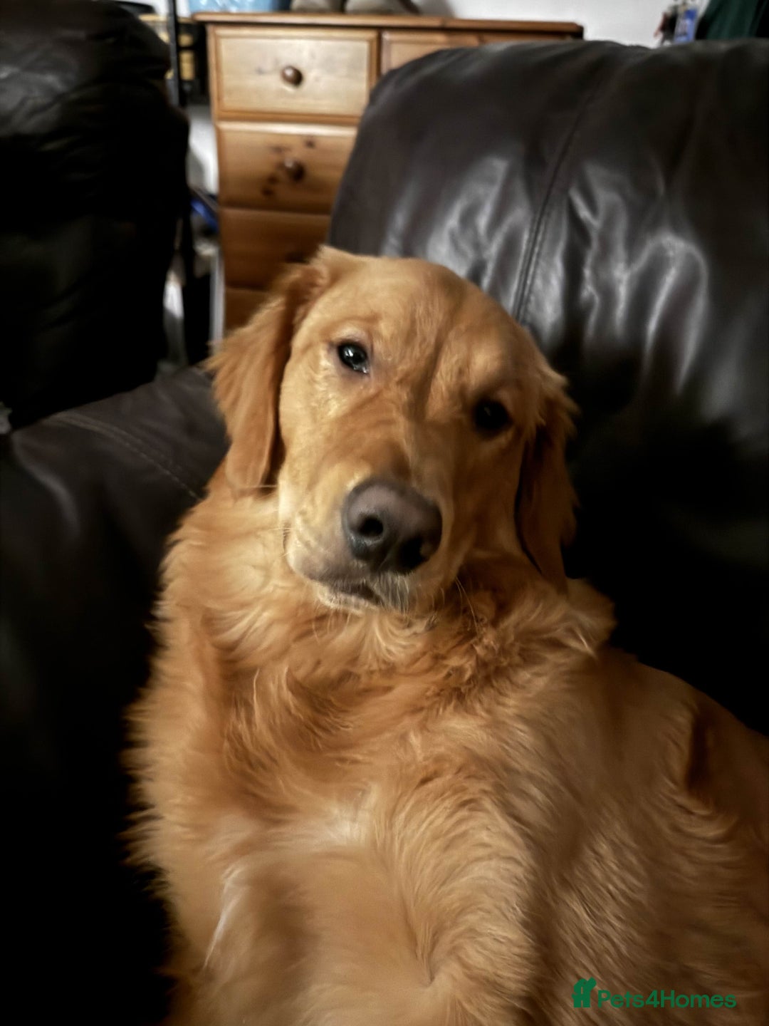 Golden Retriever dogs for sale: Meet Mylo! - Advert 6