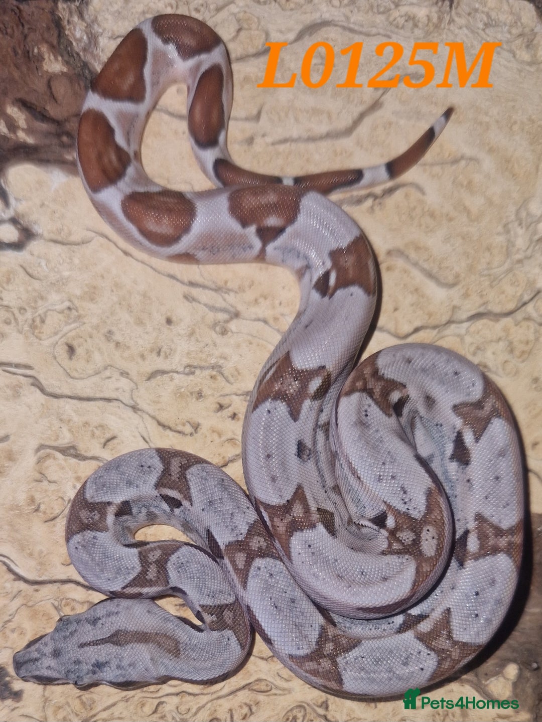 Boa Snake reptiles for sale: Choice of 25/25 VPI Boa moprhs, male and female. - Advert 5