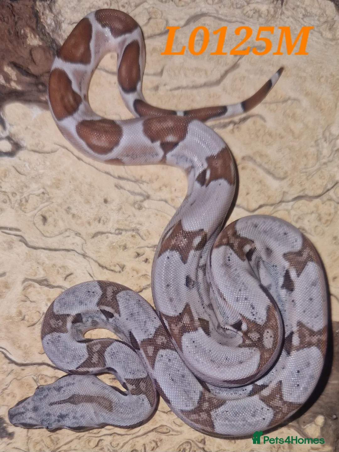 Boa Snake reptiles for sale: Choice of 2024/25 VPI Boa morphs, male and female. - Advert 5