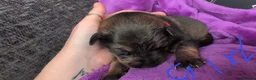 Mixed Breed dogs for sale: Rottweiler cross Caucasian Shepherd in Woodbridge - Advert 3