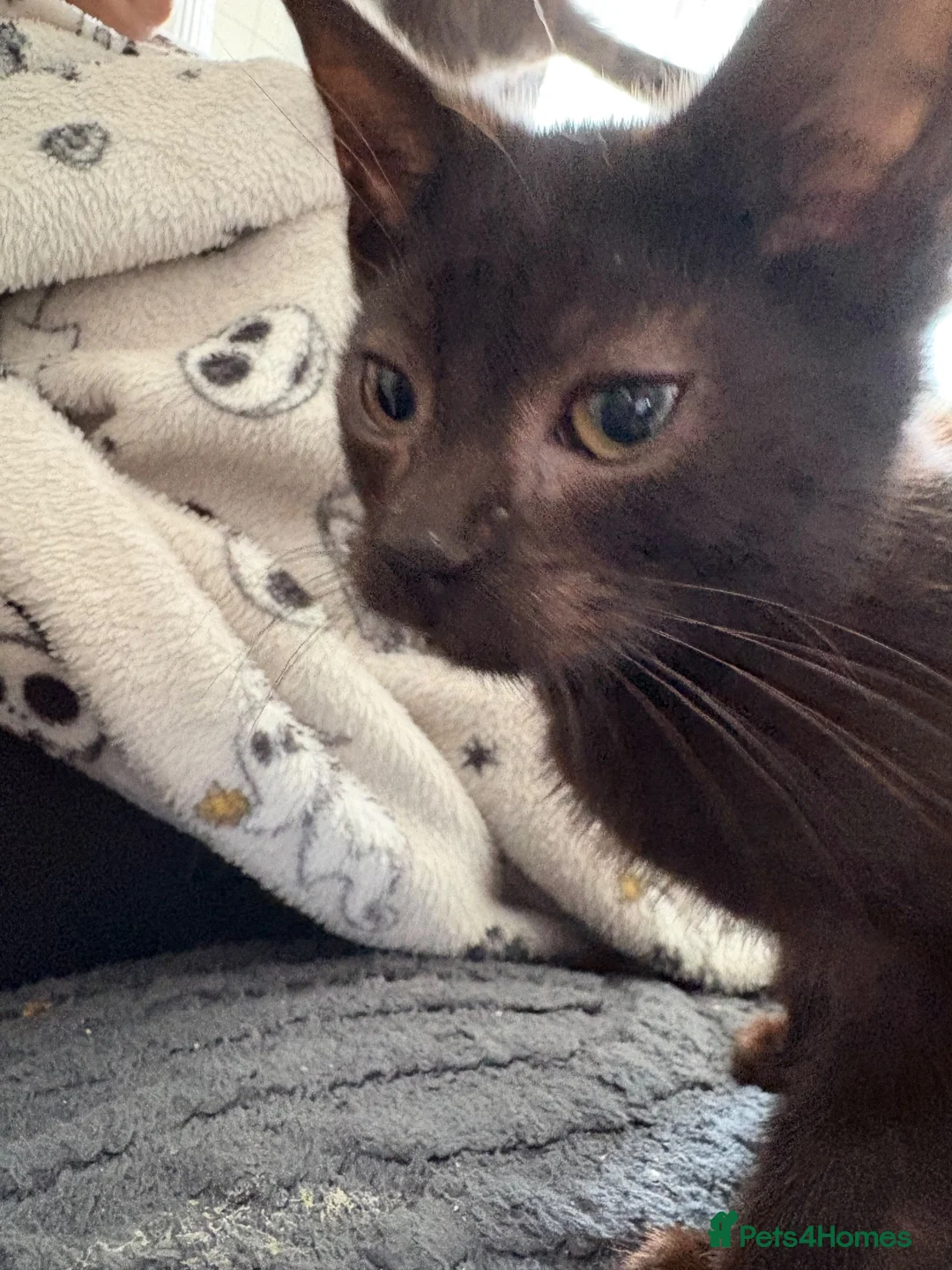 Mixed Breed cats for sale: 2 all black kittens  in Widnes - Advert 2