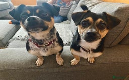 Mixed Breed dogs for adoption: Lolly and Poppy - Advert 2