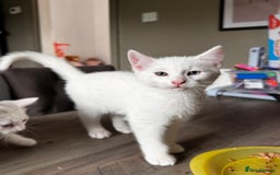 Mixed Breed cats for sale: Beautiful white kittens  - Image 4
