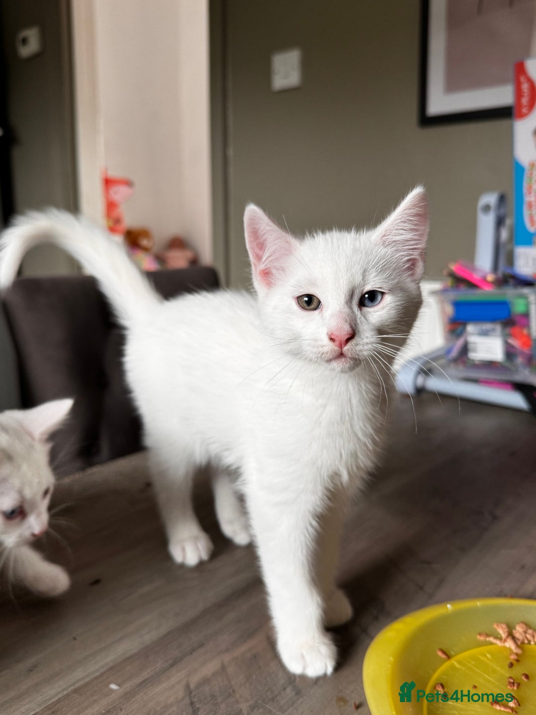 Mixed Breed cats for sale: Beautiful white kittens  - Image 4