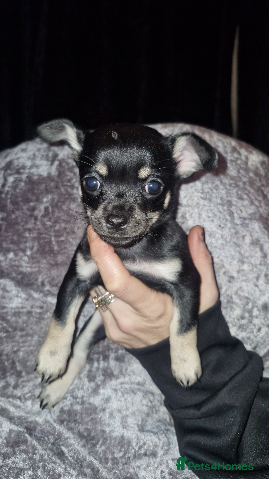Chihuahua dogs for sale: Beautiful long and short haired chihuahua puppys - Advert 7