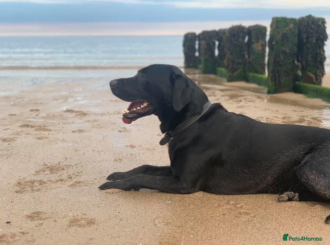 Labrador Retriever dogs for sale: 7yo Male Labrador KC Registered - Image 5