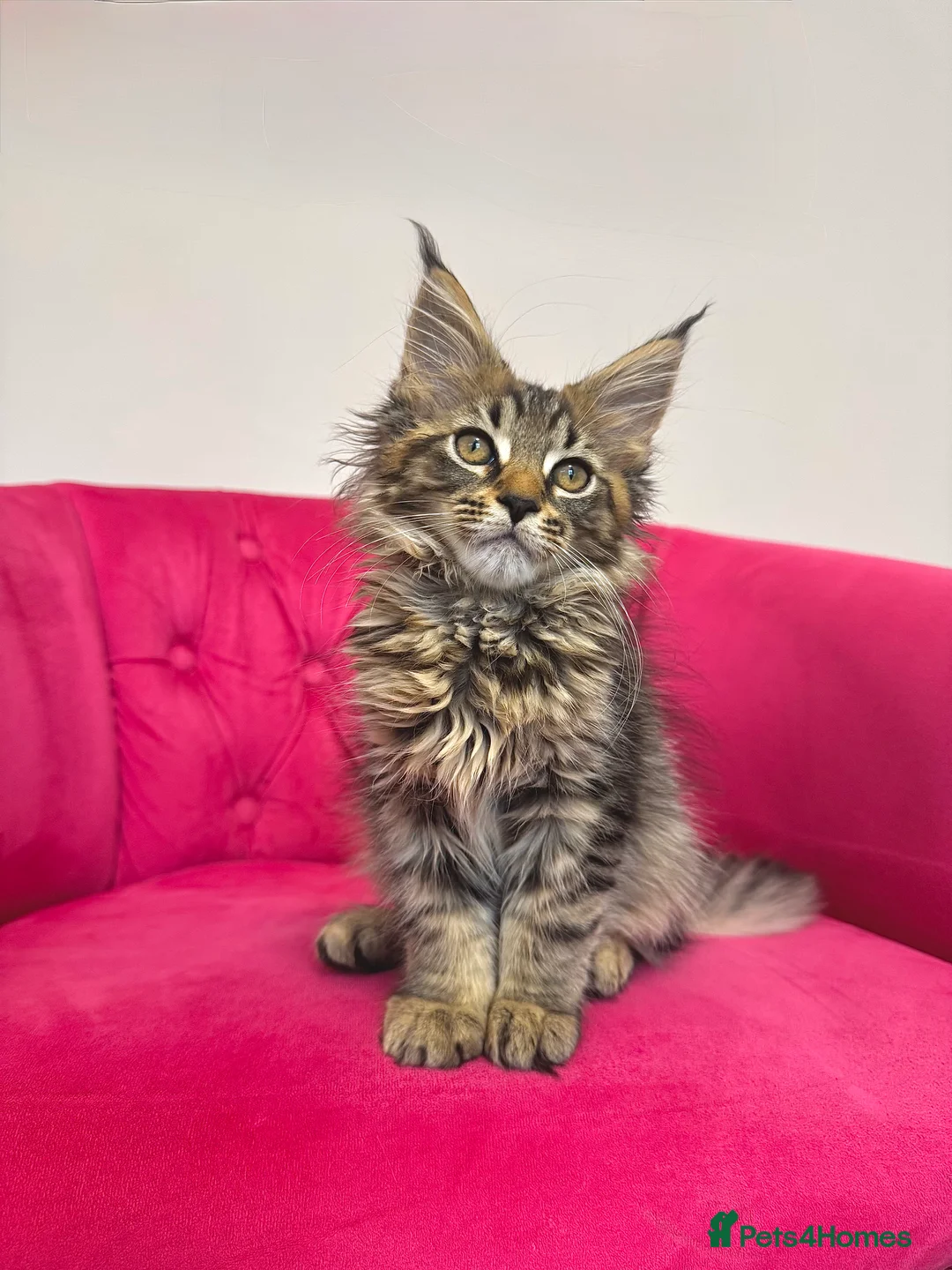Maine Coon cats for sale: MaineCoon Kittens 🏆20+Gen🧬 Outstadning Pedigree - Advert 9