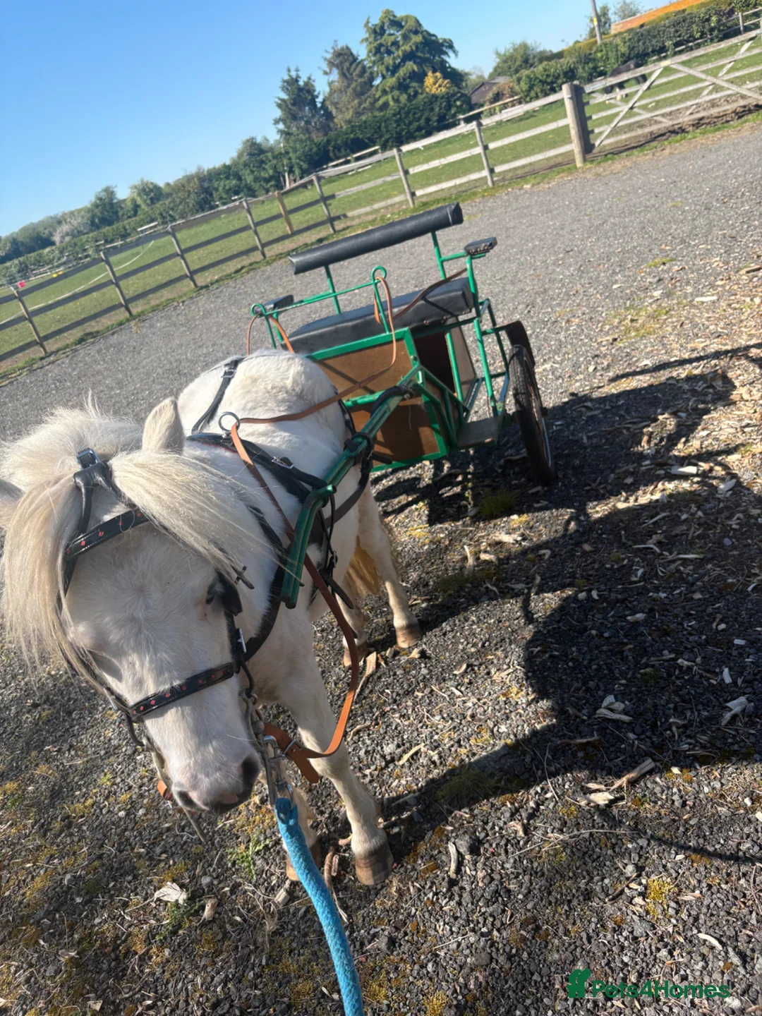 Shetland pony horses for sale: Woody in Evesham - Advert 5