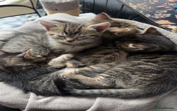 Pixie Bob cats for sale: 3 pixie bob kittens for sale  - Image 3