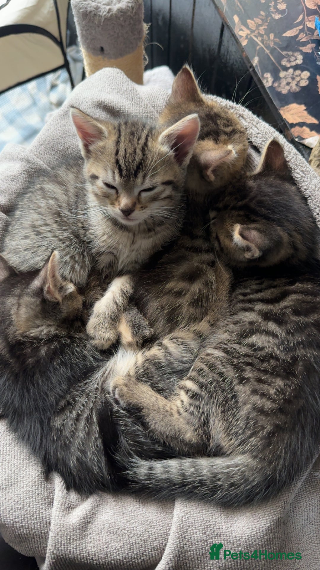 Pixie Bob cats for sale: 3 pixie bob kittens for sale  - Image 3